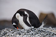 Picture 'Ant1_1_03123 Gentoo Penguin, Pygoscelis Papua, Antarctica and sub-Antarctic islands, Antarctic Peninsula, Brown Bluff'